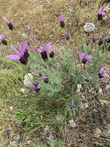 Lavandula pedunculata (Lavandula pedunculata)
