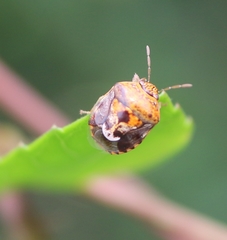 Menida