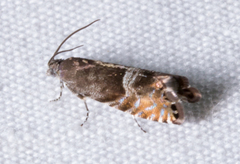 Sereda tautana