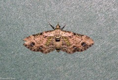 Chloroclystis sphragitis