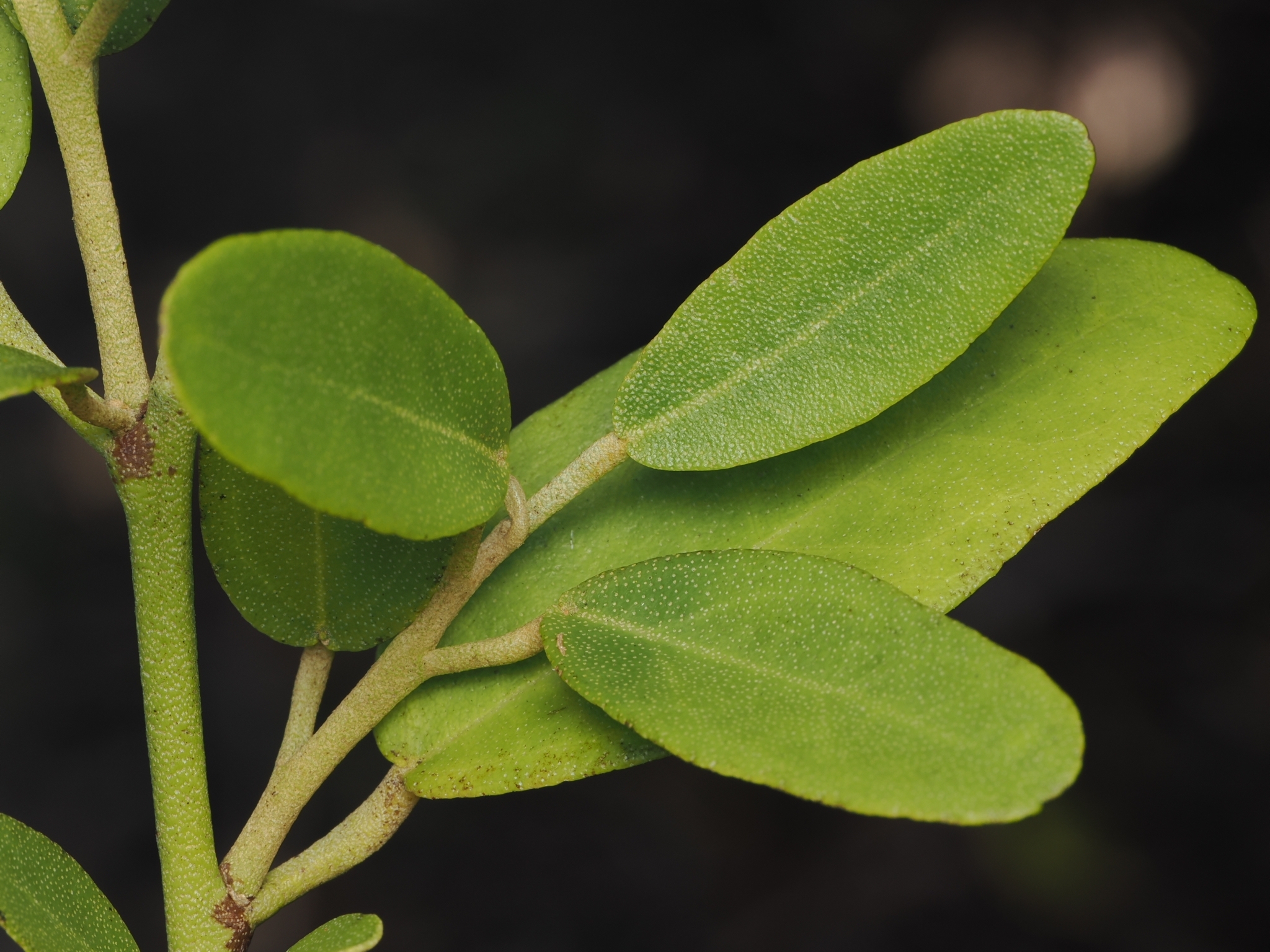 Lagunaria Patersonii (Lagunaria patersonia)