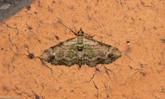 Chloroclystis sphragitis