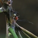 安妥角盲蝽 - Photo 由 Anubhav Agarwal 所上傳的 (c) Anubhav Agarwal，保留部份權利CC BY-NC