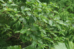 Populus maximowiczii