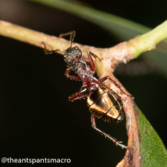 Dolichoderus extensispinus