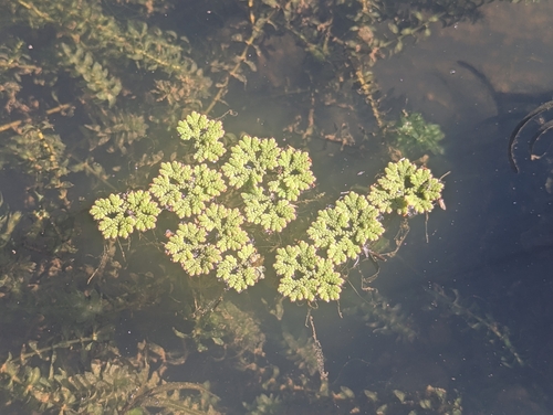 Red Azolla (Azolla rubra)