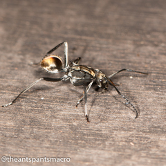 Polyrhachis brisbanensis