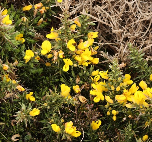 gorse (Ulex europaeus)