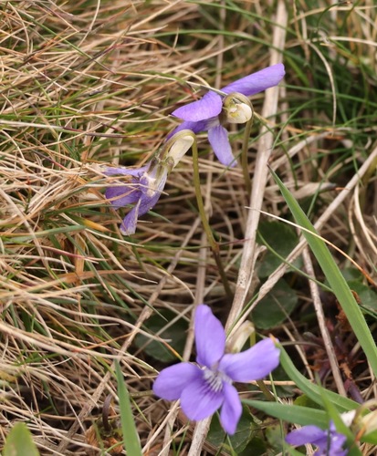 Common Dog-Violet (Viola riviniana)