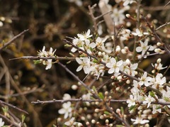 Prunellier (Prunus spinosa)