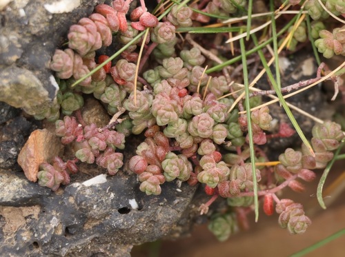 English Stonecrop (Sedum anglicum)