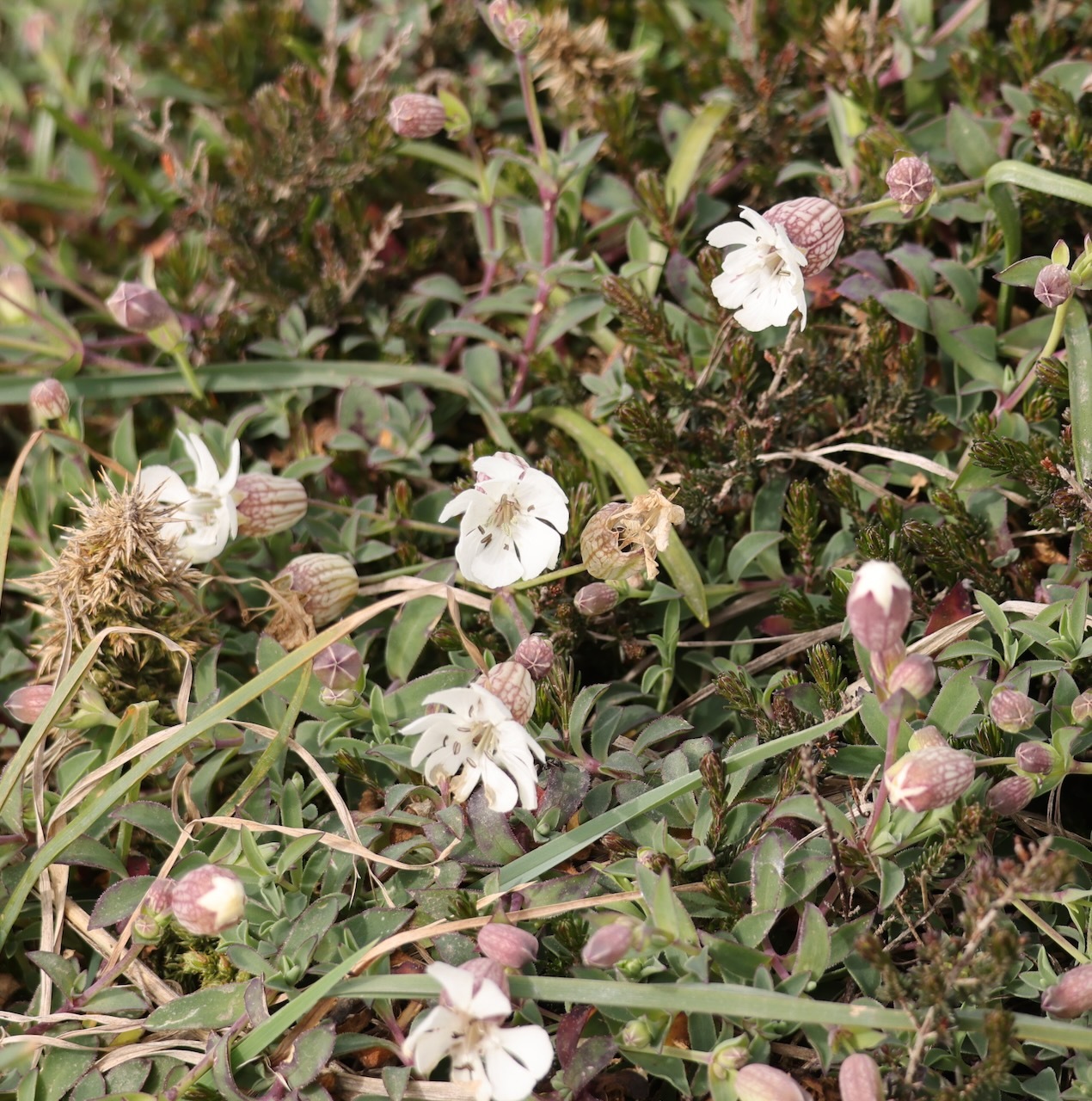 Sea Campion (Silene uniflora)