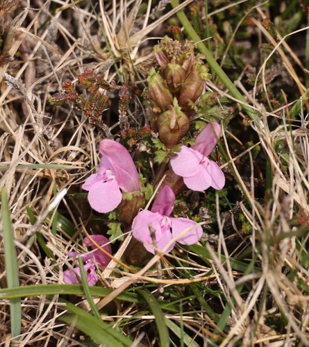 Common Lousewort (Pedicularis sylvatica)