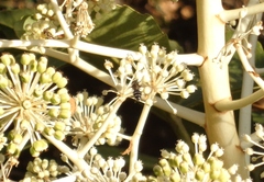Betasyrphus serarius