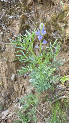 Narrow-leaved Lupine (Lupinus angustifolius)
