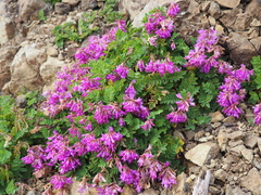 Hedysarum sachalinense