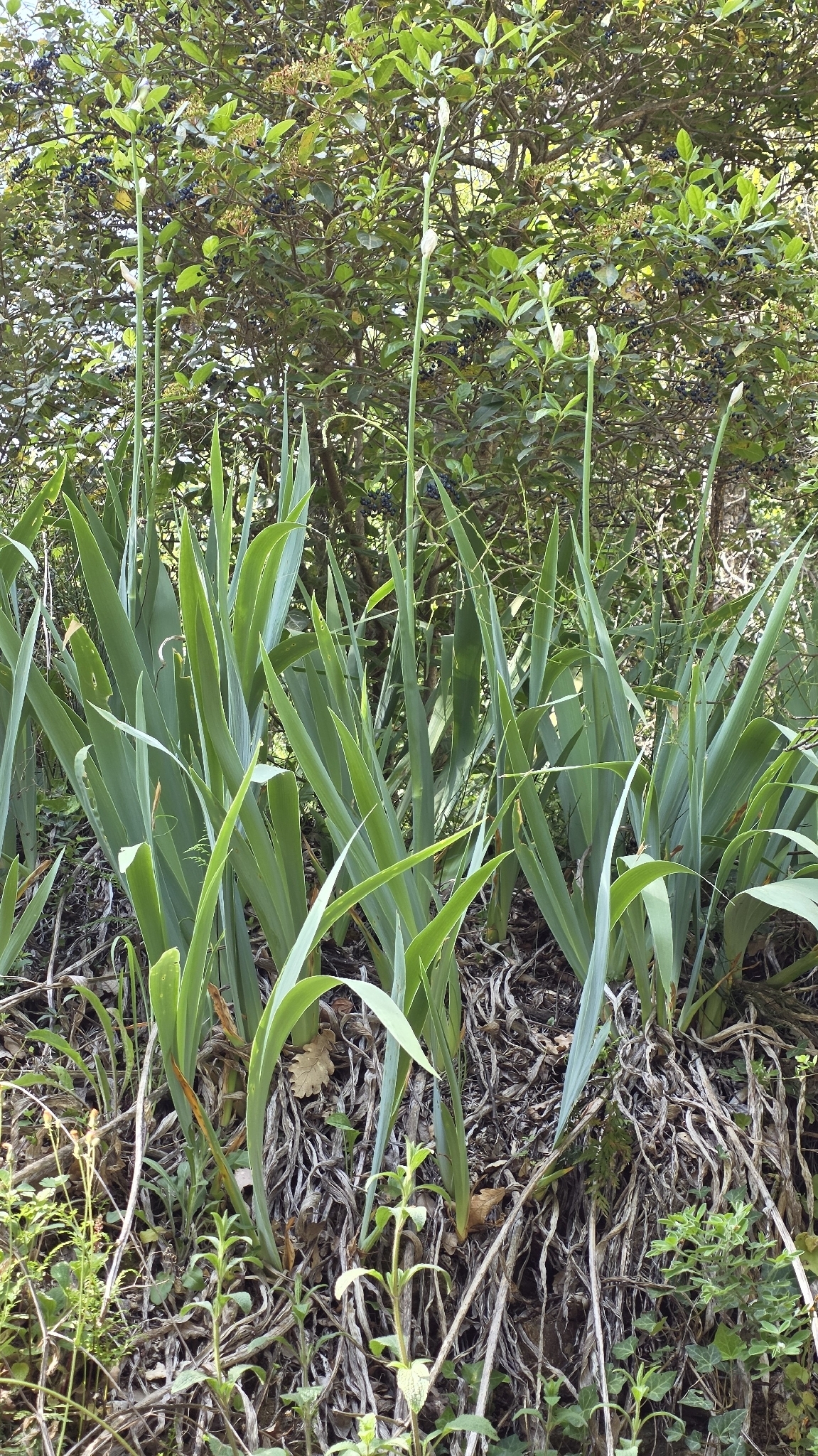 Sweet Iris (Iris pallida)