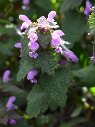 Red Dead-Nettle (Lamium purpureum)