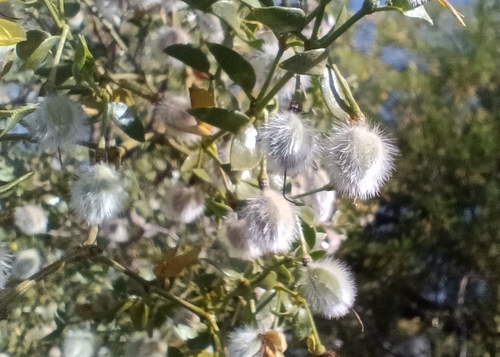 Creosote Bush (Larrea tridentata)