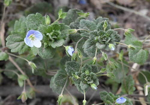bird's-eye speedwell (Veronica persica)