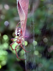Phonognatha graeffei