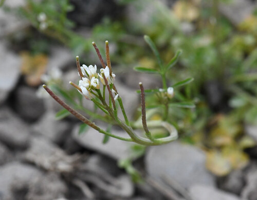 hairy bittercress (Cardamine hirsuta)