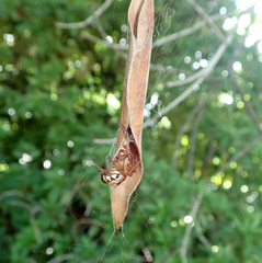 Phonognatha graeffei