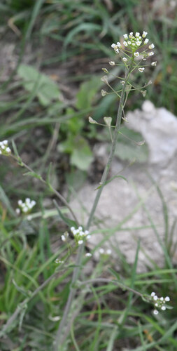 shepherd's-purse (Capsella bursa)