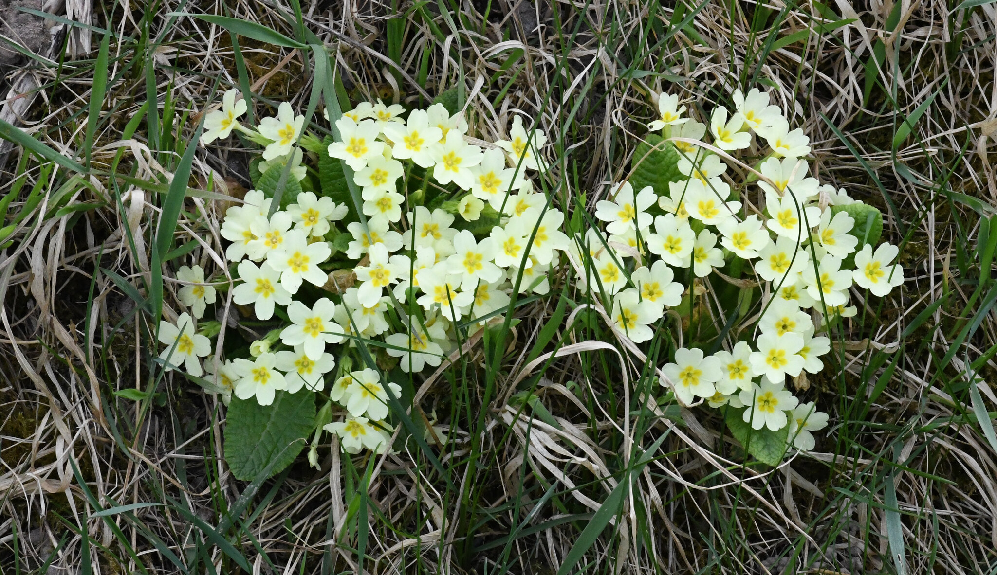 Primrose (Primula vulgaris)