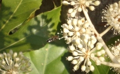 Betasyrphus serarius