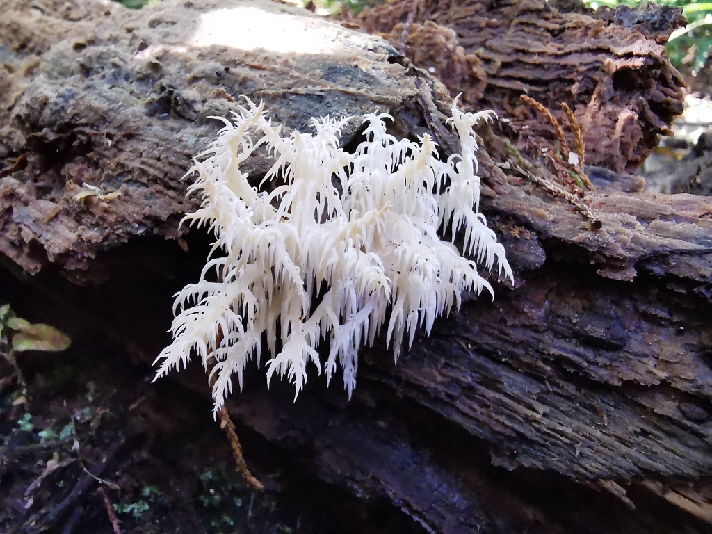 Hericium novae-zealandiae · April 2026 · photo: © luisa5719 (iNaturalist, cc-by)
