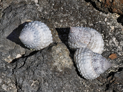 Beaded Periwinkle