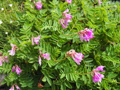 Hedysarum sachalinense