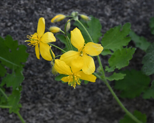 Greater celandine (Chelidonium majus)