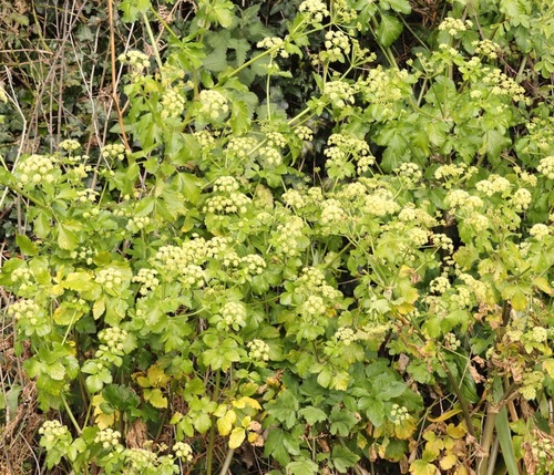 Alexanders (Smyrnium olusatrum)