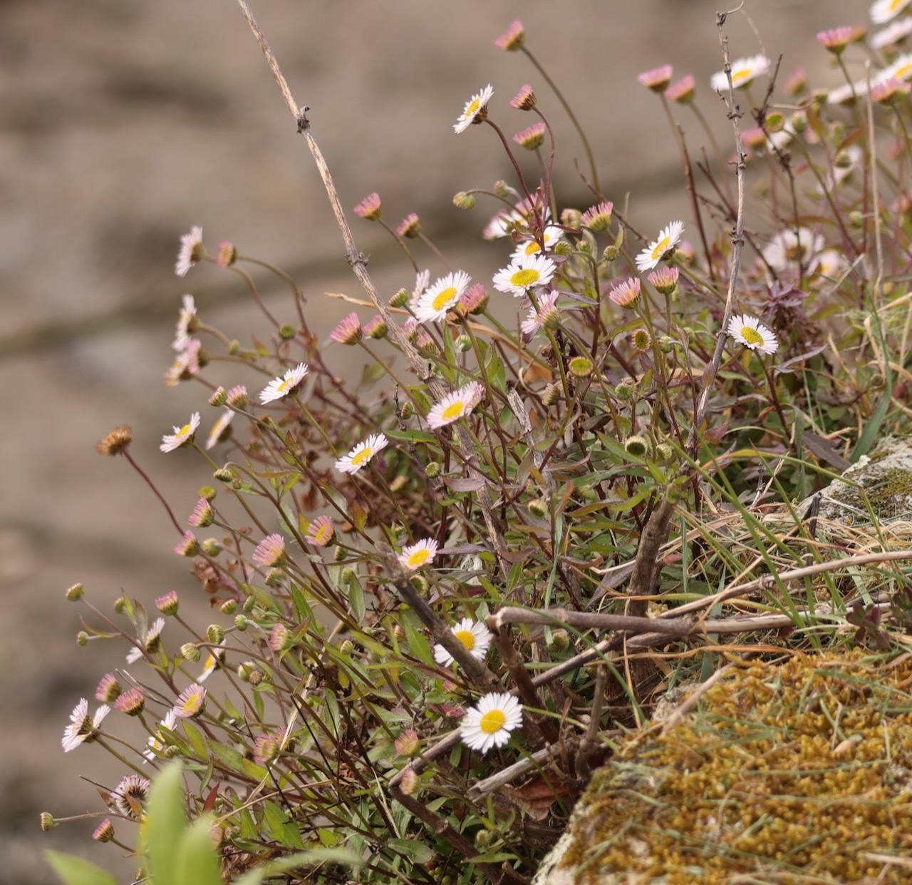 Mexican Fleabane (Erigeron karvinskianus)