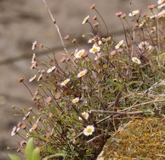 Mexican Fleabane (Erigeron karvinskianus)