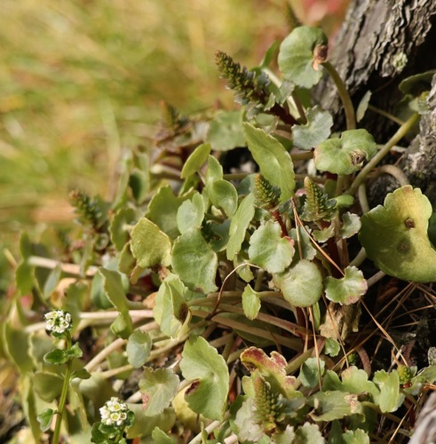 Wall Pennywort (Umbilicus rupestris)