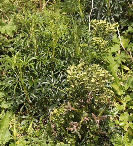 Stinking hellebore (Helleborus foetidus)