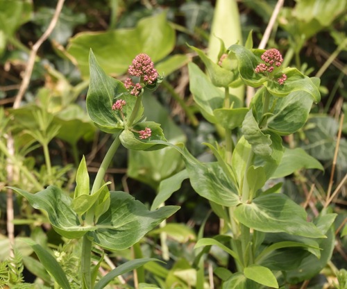 Red Valerian (Centranthus ruber)