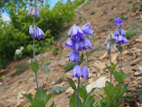 Adenophora triphylla iNat (1)