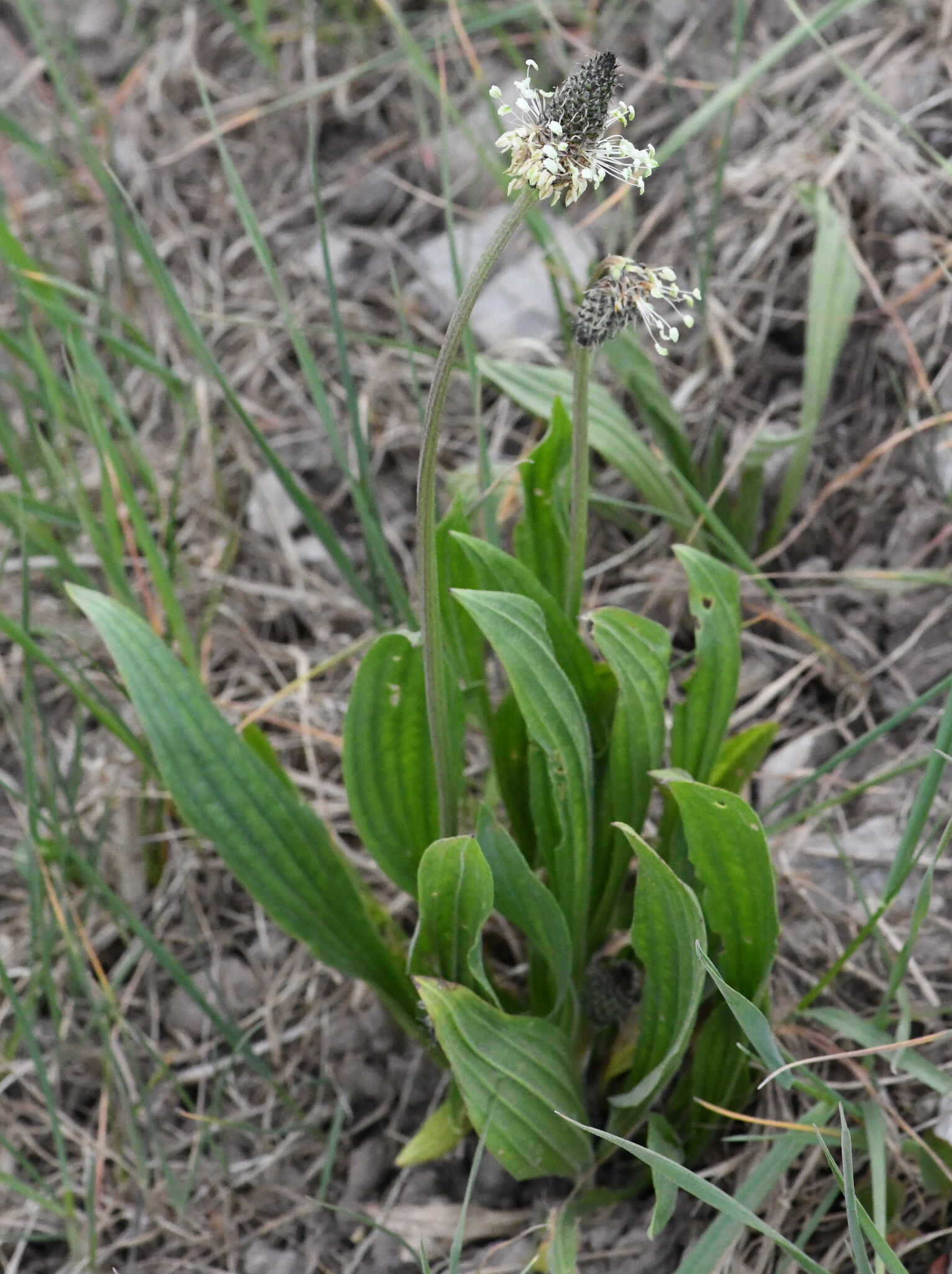Ribwort Plantain (Plantago lanceolata)