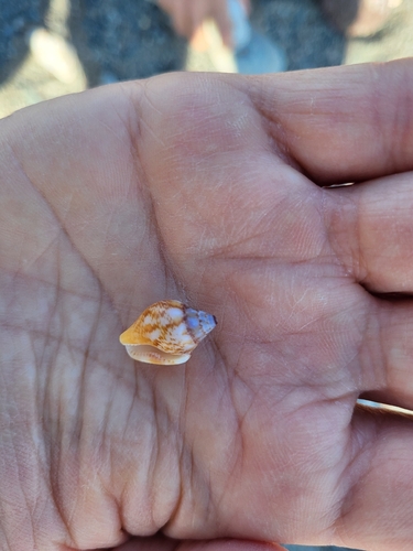 Columbella rustica
