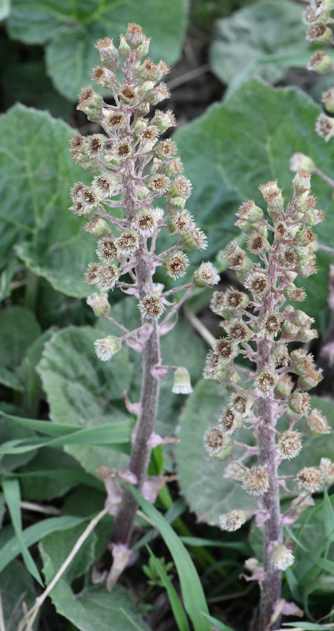 Common Butterbur (Petasites hybridus)