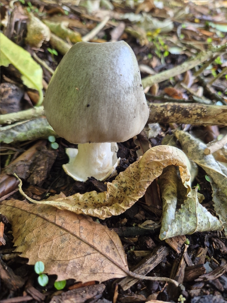 Volvopluteus gloiocephalus · April 2026 · photo: © rempson (iNaturalist, cc-by)