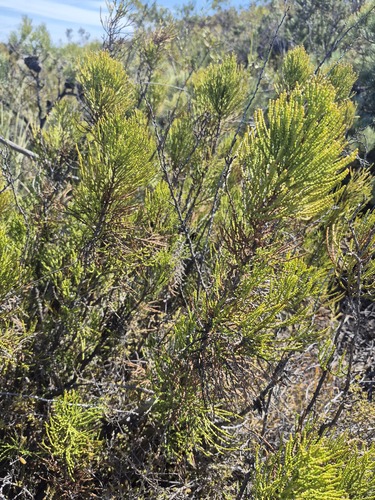 Actinostrobus acuminatus, 2026-04-07
