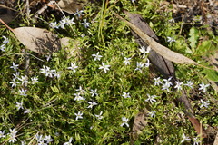 Lobelia pedunculata
