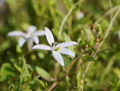 Lobelia pedunculata