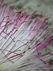 Barringtonia asiatica