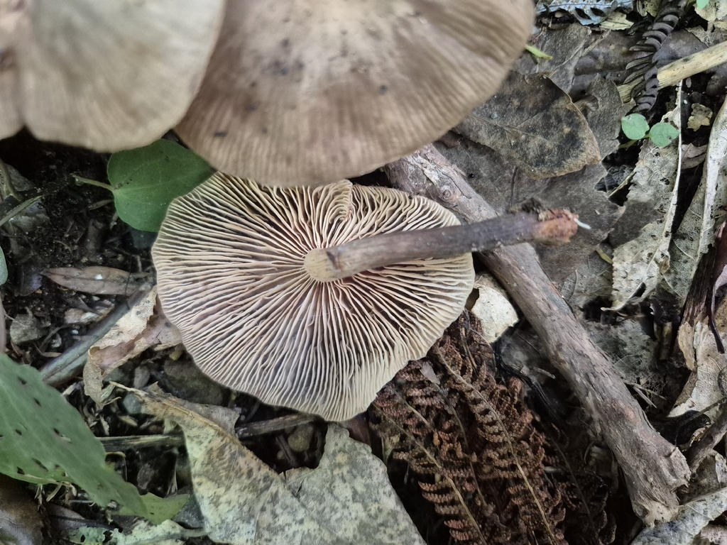 Armillaria novae-zelandiae · April 2026 · photo: © rempson (iNaturalist, cc-by)